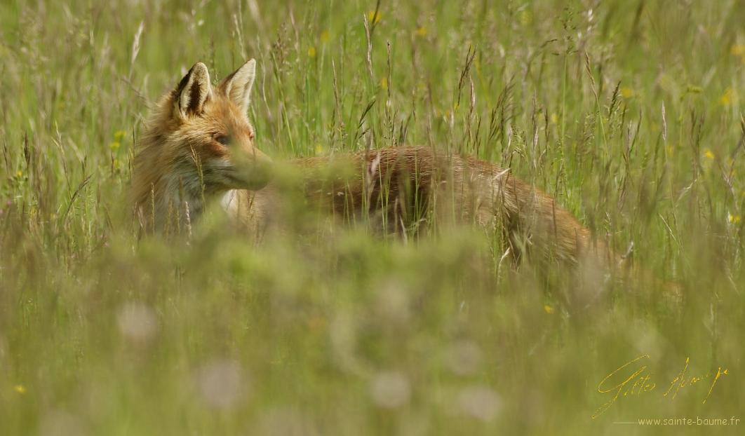 Renard du Week end