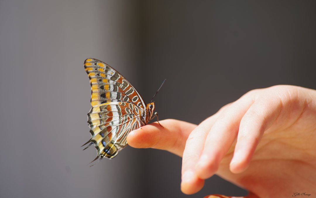 Le Jason (Charaxes jasius)