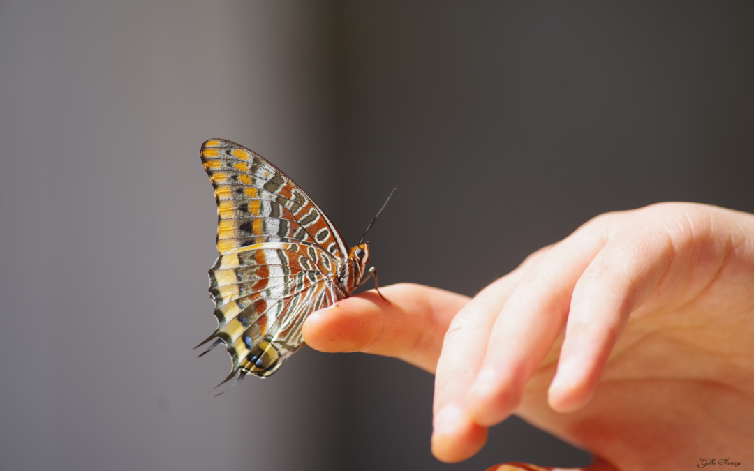 Le Jason  (Charaxes jasius)