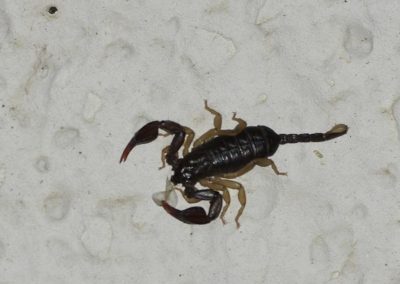 Scorpion