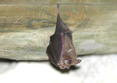 Petit Rhinolophe