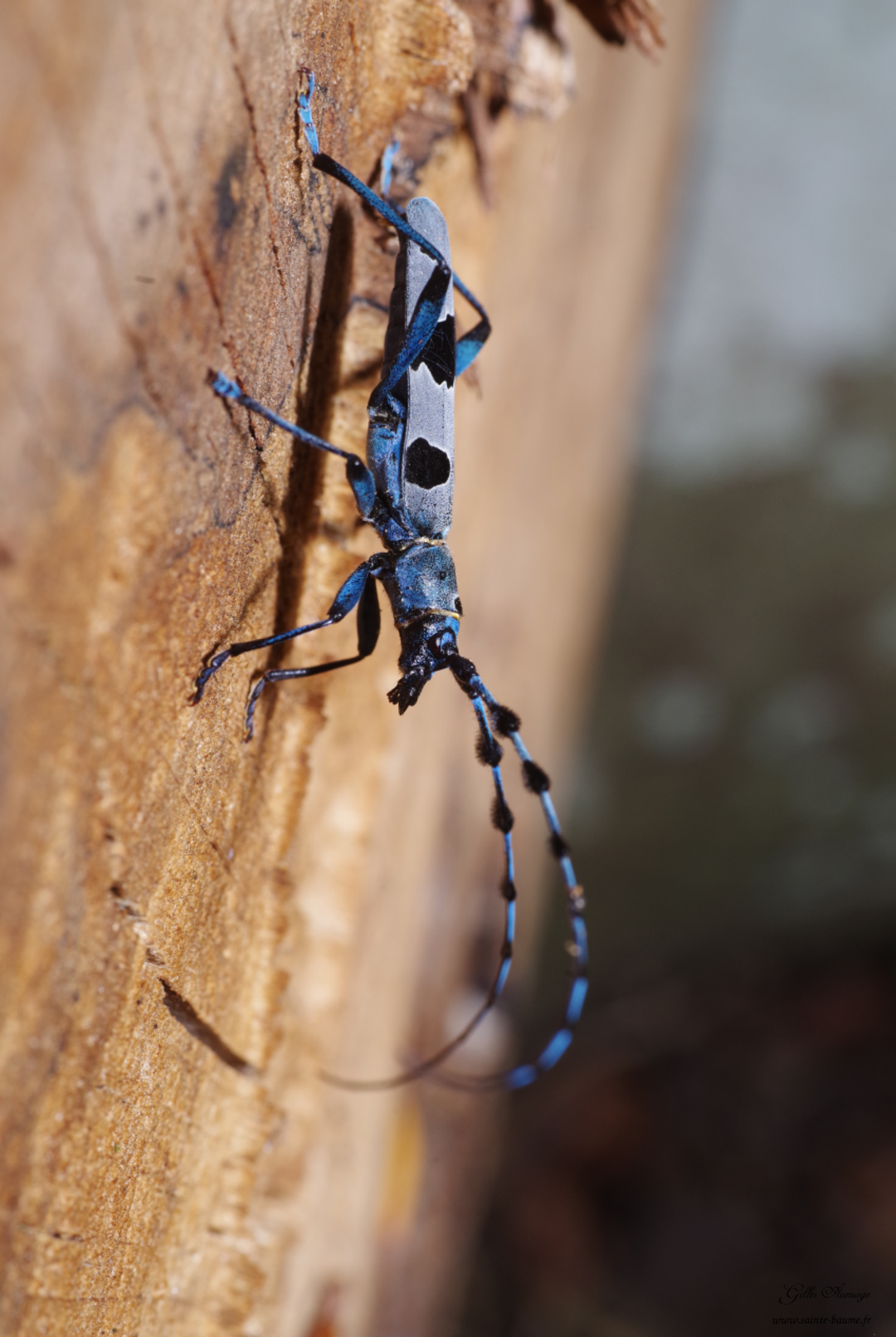 Rosalie des alpes (Rosalia alpina) Saintebaume.fr
